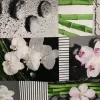 ZEN ORQUIDEAS